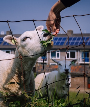 two white goats near fence